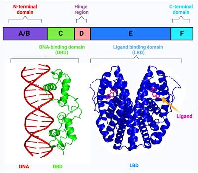 Nuclear receptors in ovarian cancer: changing paradigms in cancer therapeutics
